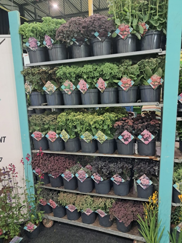 Picture of Trolley Deal 2024 Sedum in varieties  P19 (3 Ltr) F.O