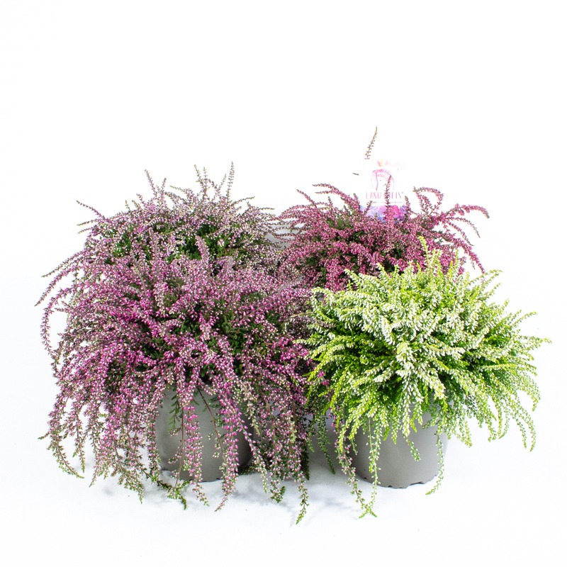 Afbeeldingen van Calluna vulgaris Rasta-Girls® P13