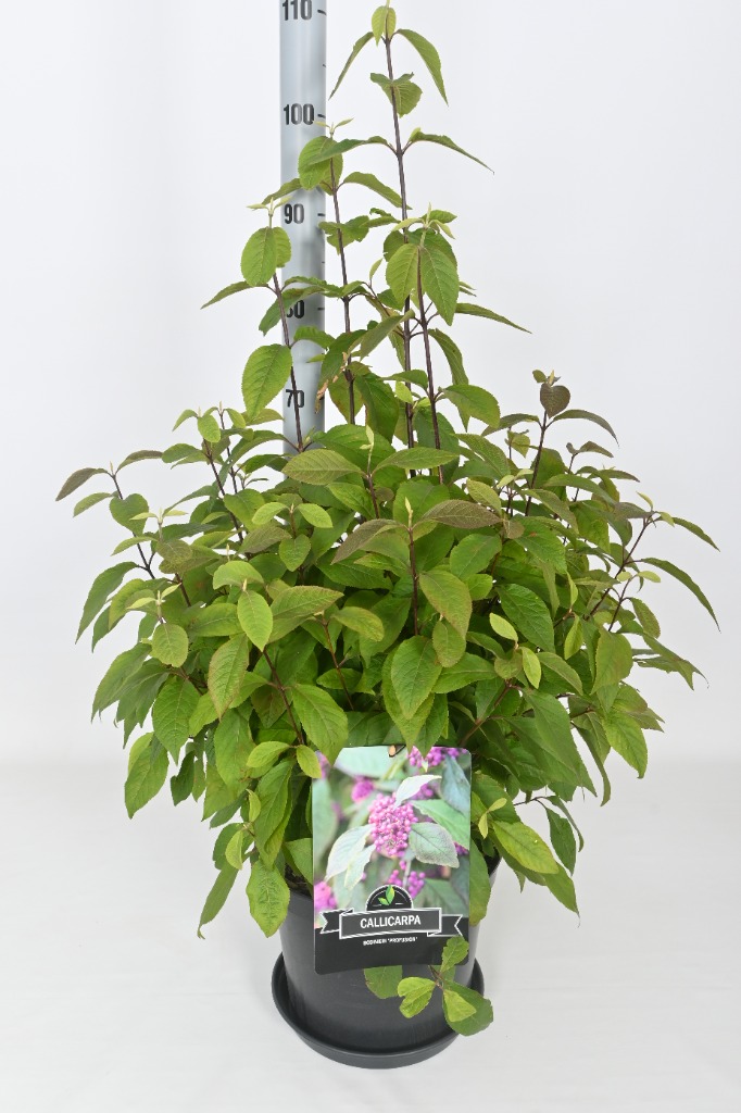 Picture of Callicarpa bodinieri Profusion P29 (10 Ltr)