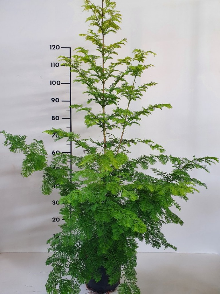 Picture of Metasequoia glypt. Amber Glow P21 (4 Ltr)