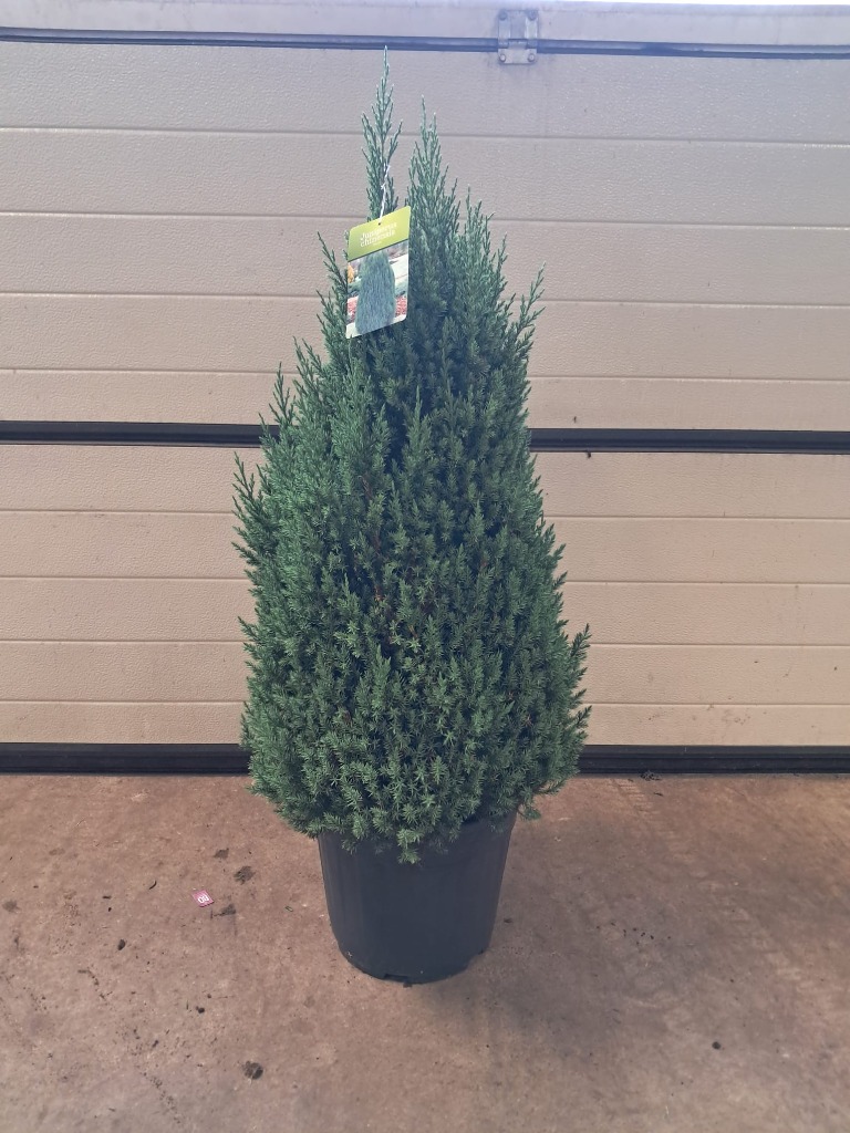 Picture of Juniperus chin. Stricta POTTED P34-(18-LTR) PYRAMID-80/90