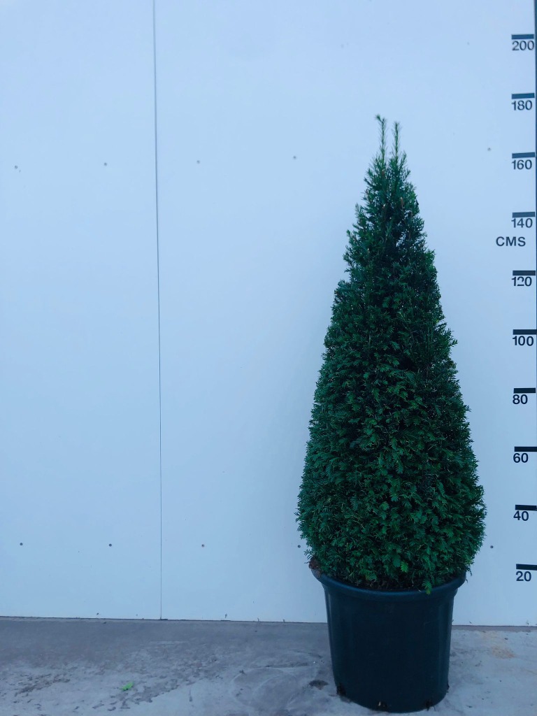 Picture of Taxus Baccata P41 (35 Ltr) 120/130-PYRAMID