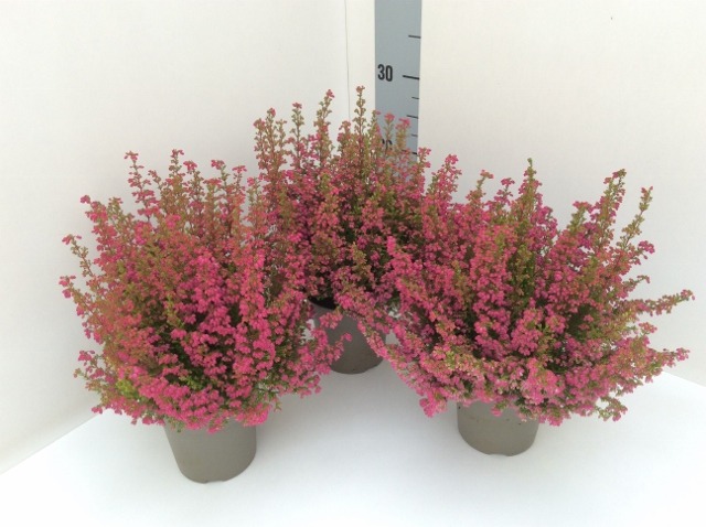 Picture of Erica gracilis Red (16-19cm) P11 25-CM