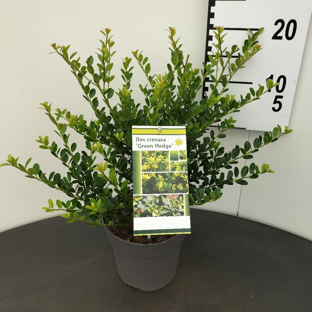 Picture of Ilex crenata Green Hedge P18 (2.5 Ltr) 25/30CM