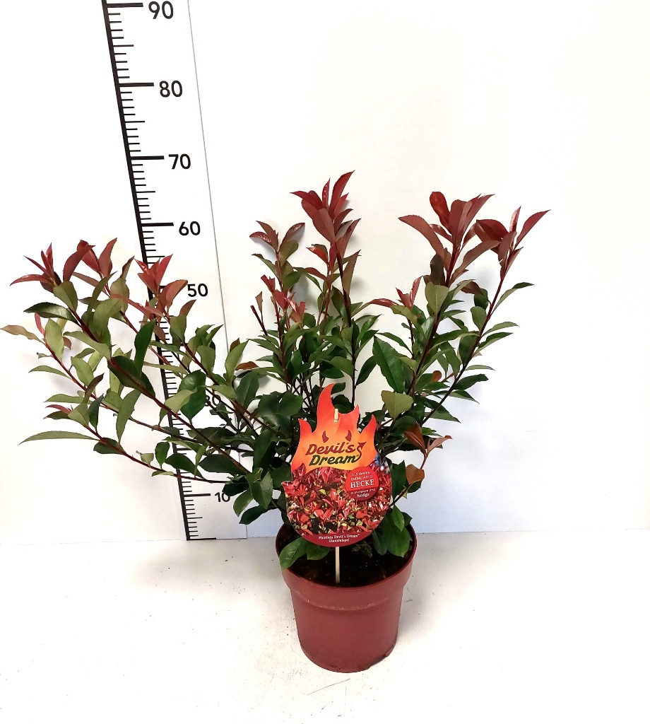 Picture of Photinia fras. Devils Dream P21 (4 Ltr)