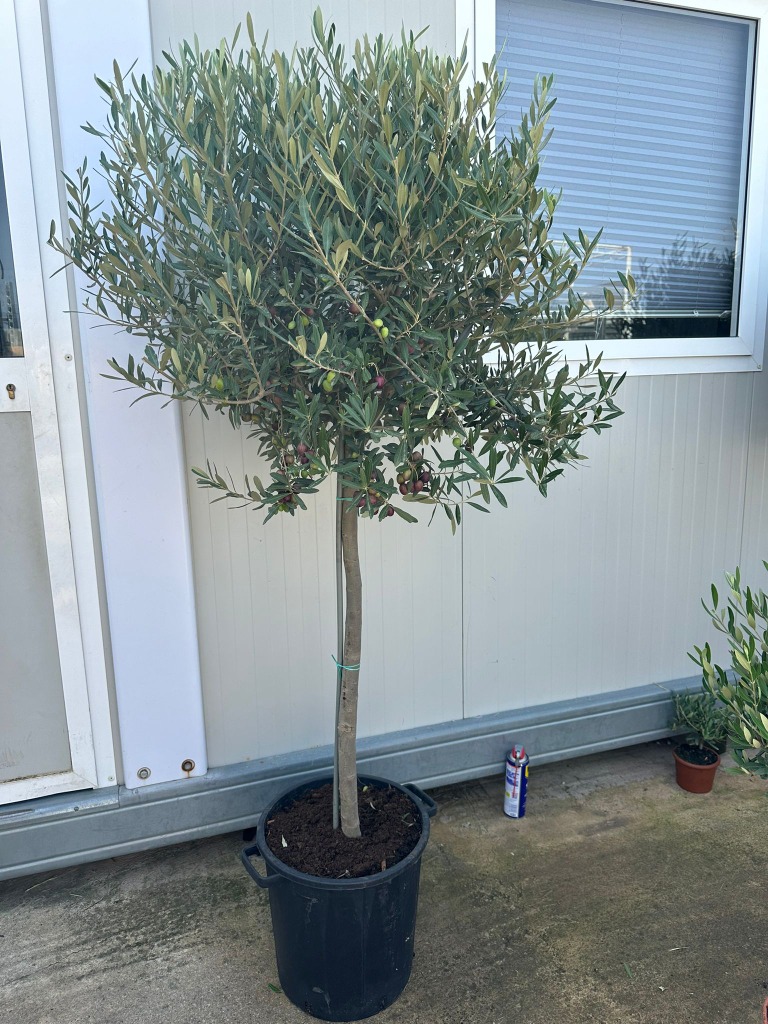 Picture of Olea Europaea P35-(20-LTR) 170/180-INCL-POT