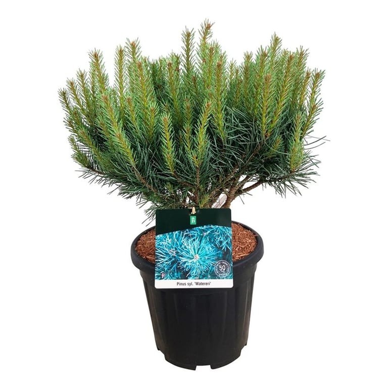 Picture of Pinus sylvestris Watereri P32 (15 Ltr)