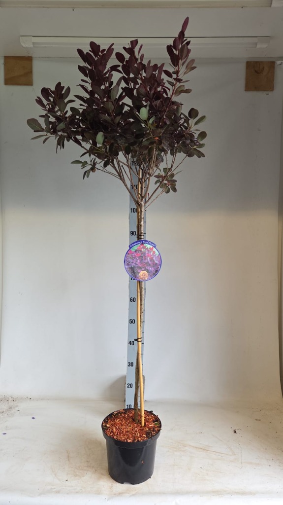 Picture of Cotinus cogg. Royal Purple P23 (5 Ltr) 80STD
