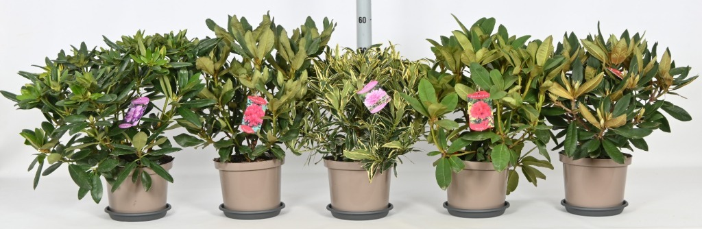 Picture of Trolley Deal 2024 Rhododendron hybride in varieties P23 (5 Ltr) F.O. (155)