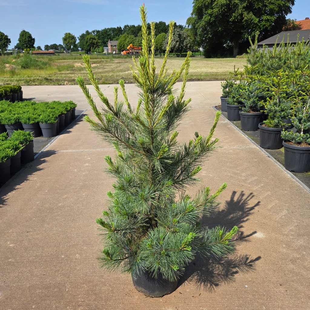 Pinus mont. Ammerland