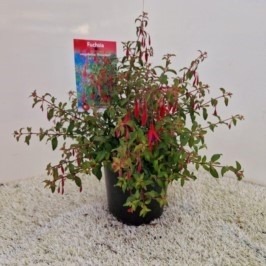 Picture of Fuchsia Riccartonii P18 (2.5 Ltr)