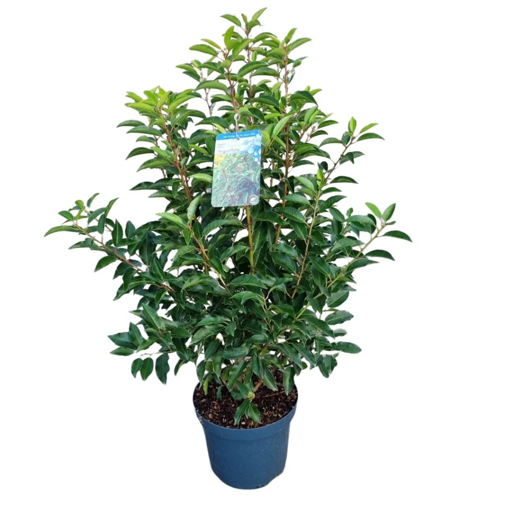 Picture of Prunus lusitanica Angustifolia P26 (7.5 Ltr)