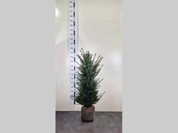 Picture of Taxus Baccata ROOTBALL 80/100CM