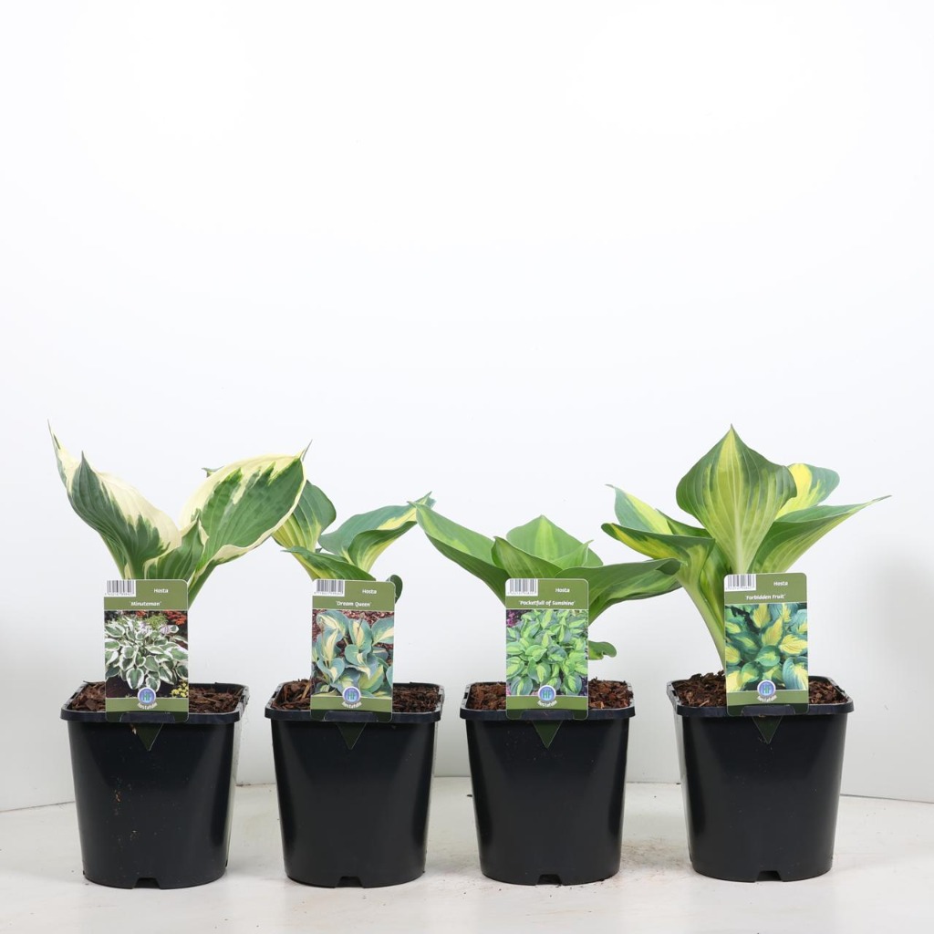 Hosta in varieties