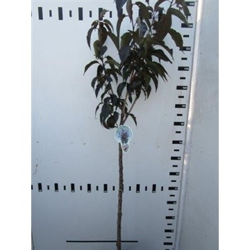 Picture of Prunus serrulata Royal Burgundy P23 (5 Ltr) 80/STD