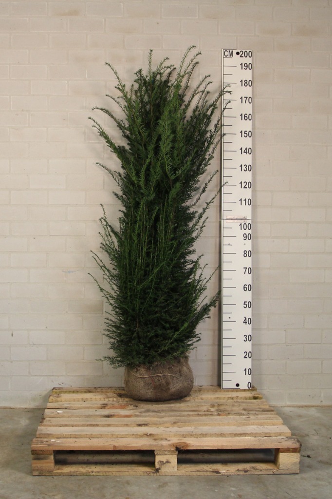 Picture of Taxus baccata ROOTBALL 150/175CM