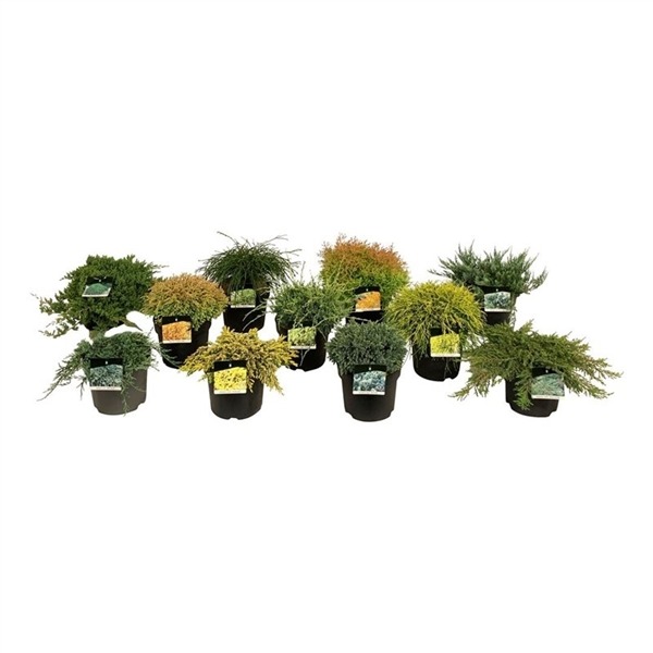 Picture of Conifers in varieties P26 (7.5 Ltr)