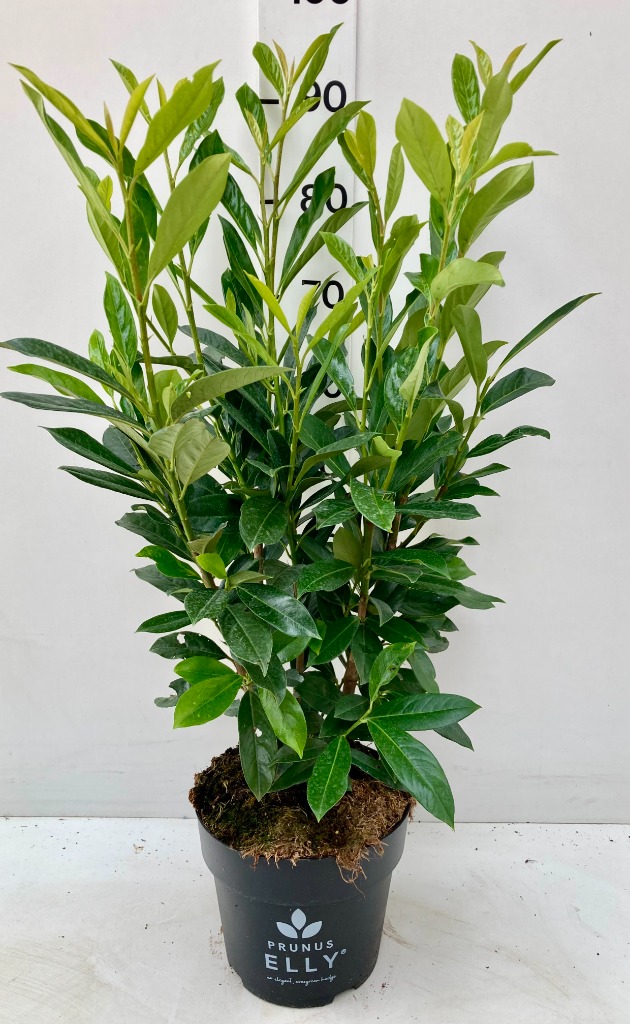 Picture of Prunus laur. Elly P24 (6 Ltr) 60/80CM