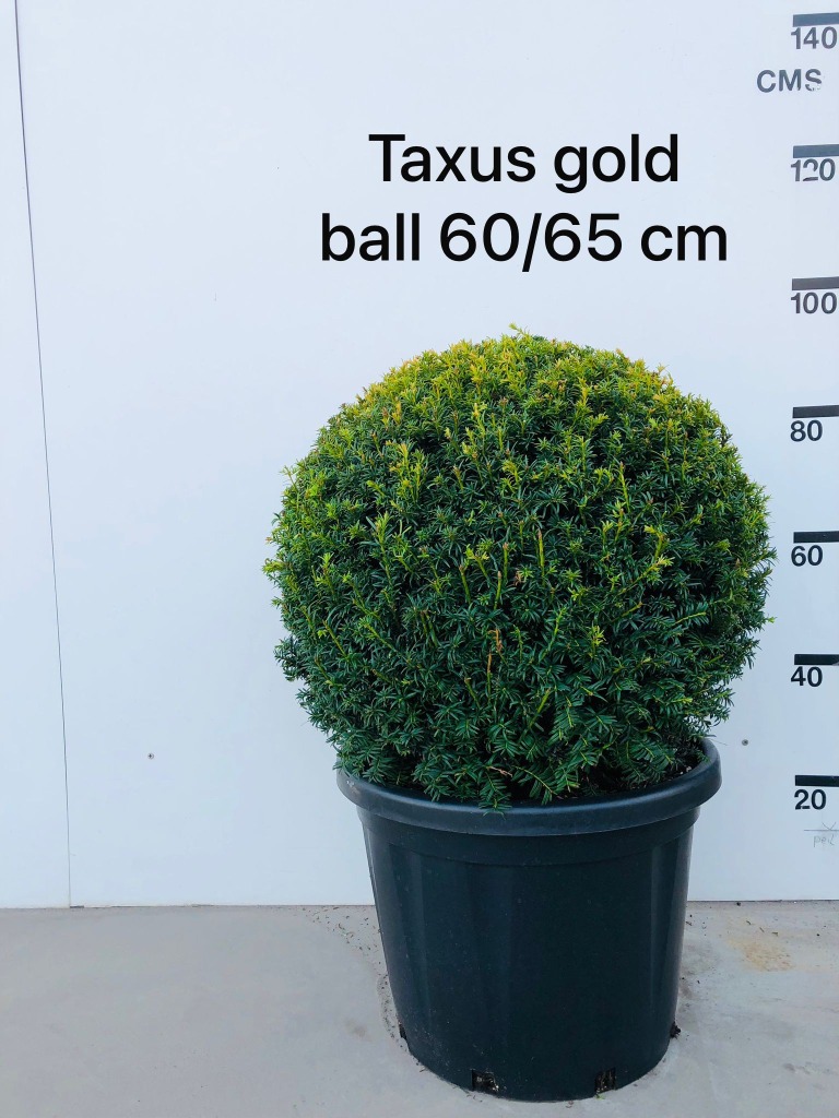 Taxus b. Golden Carol