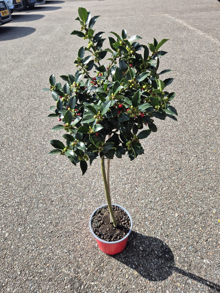 Picture of Ilex mes. Blue Maid P19 (3 Ltr) 45/STD