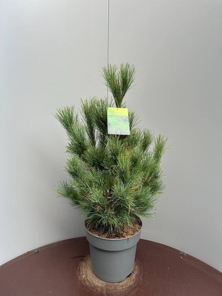 Pinus peuce