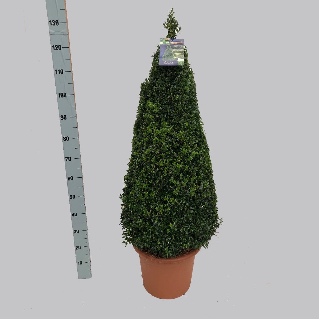 Picture of Buxus sempervirens P34-(18-LTR) 90/100-PYRAMID