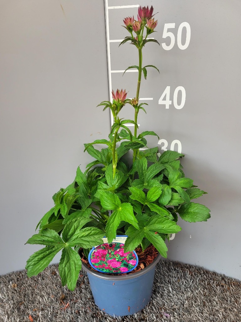 Picture of Astrantia maj. Cerise Button P17 (2 Ltr)