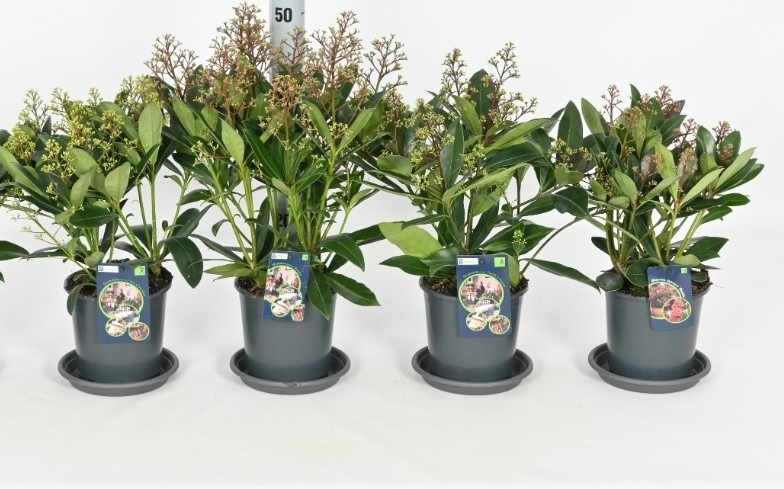 Picture of Skimmia japonica in 4 varieties P15
