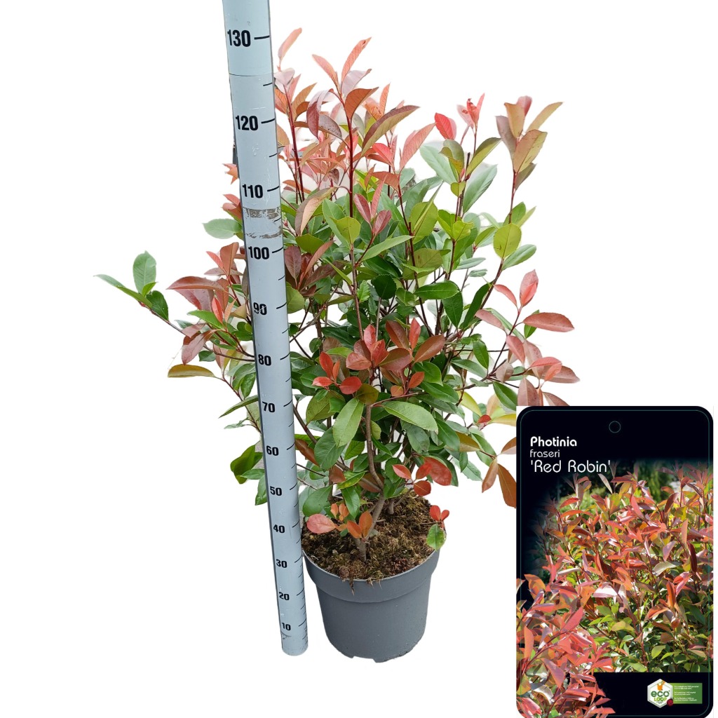 Picture of Photinia fraseri Red Robin P32 (15 Ltr) 100/+