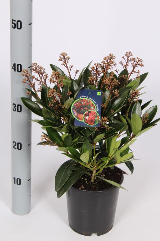 Picture of Skimmia japonica Rubella P15 10/14 flowers