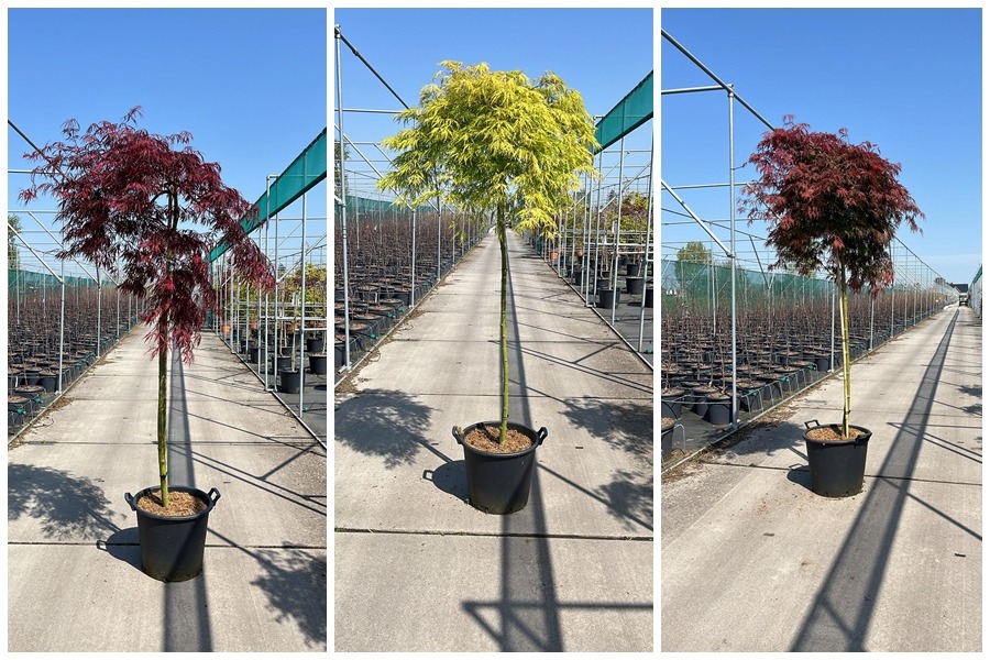 Picture of Acer palmatum in 3 varieties C35 150/STD