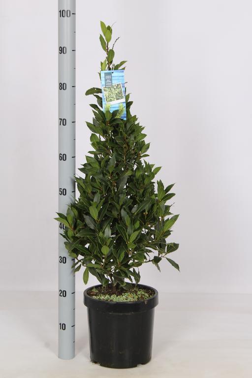 Picture of Laurus nobilis P23 (5 Ltr) PYRAMID-90-CM-INCL-POT