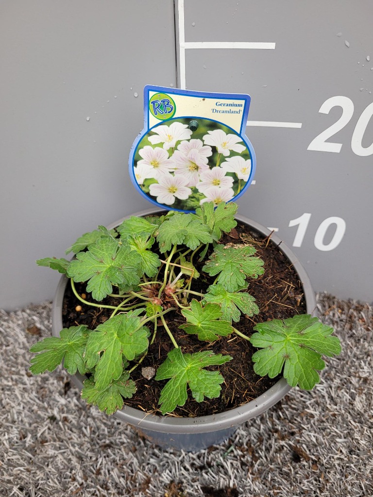 Picture of Geranium Dreamland P17 (2 Ltr)