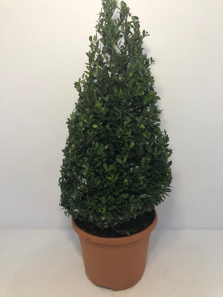 Picture of Ilex cren. Caroline Upright P30 (12 Ltr) PYR-80/100