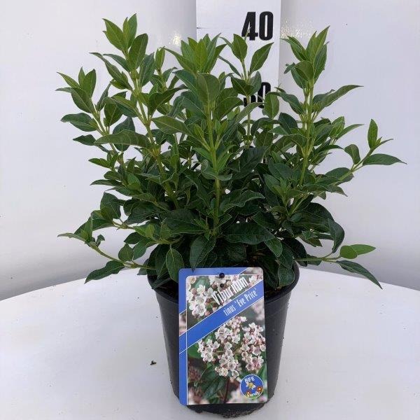 Picture of Viburnum tinus Eve Price P17-(2.5-LTR)