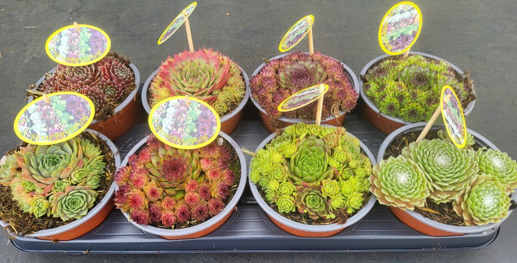 Picture of Sempervivum in varieties P14