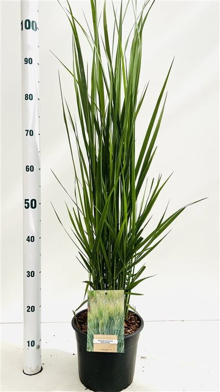 Picture of Panicum virgatum Northwind P21/4LTR 60/80CM