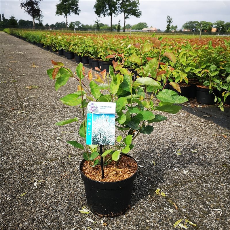 Picture of Amelanchier lamarckii P20 (3,5 Ltr)