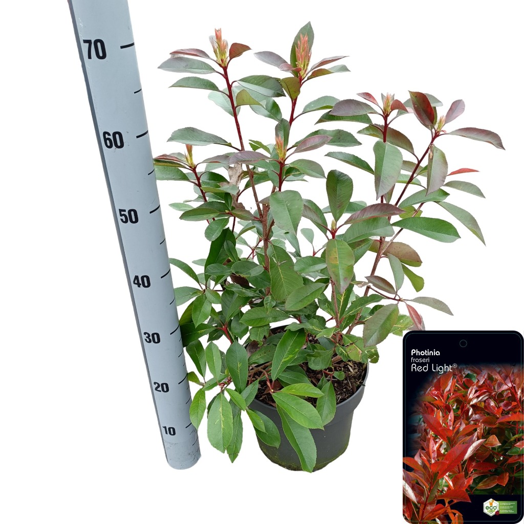 Picture of Photinia fras. Red Light P23 (5 Ltr)