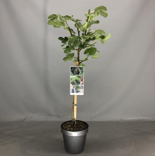 Picture of Ficus car. Brown Turkey P19 (3 Ltr) 50/STD