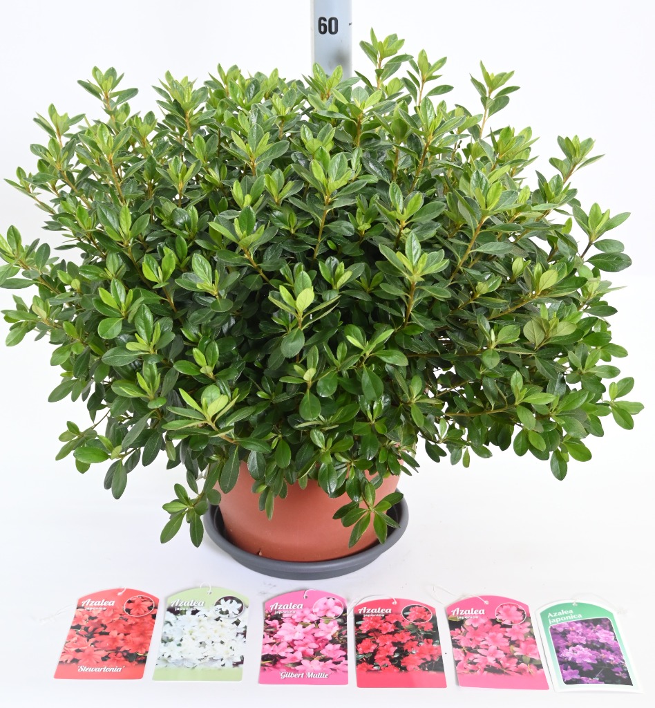 Picture of Rhododendron jap. in varieties P29 (10 Ltr) (LOOSE)