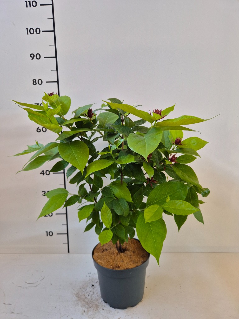 Calycanthus floridus