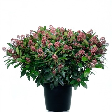 Picture of Skimmia jap. Rubella P29 (10 Ltr)