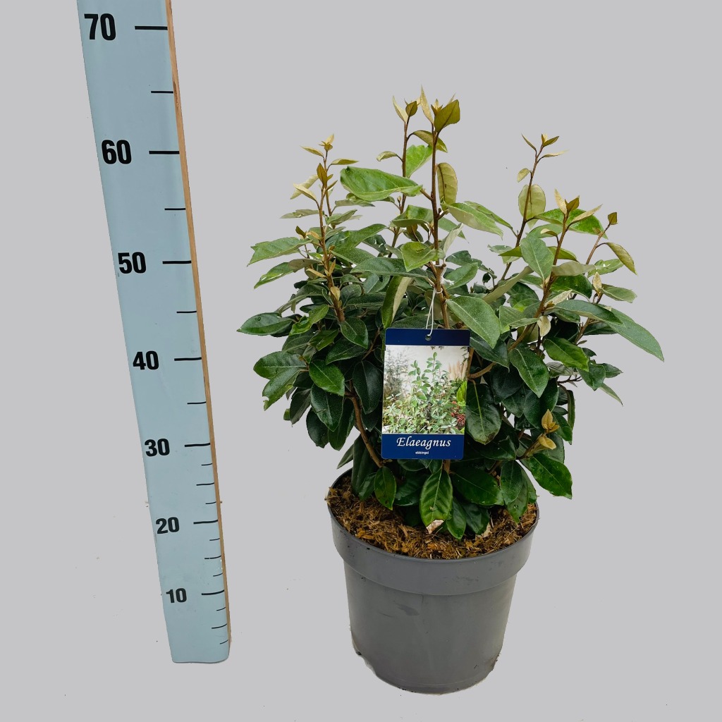 Picture of Elaeagnus ebbingei P26 (7.5 Ltr)