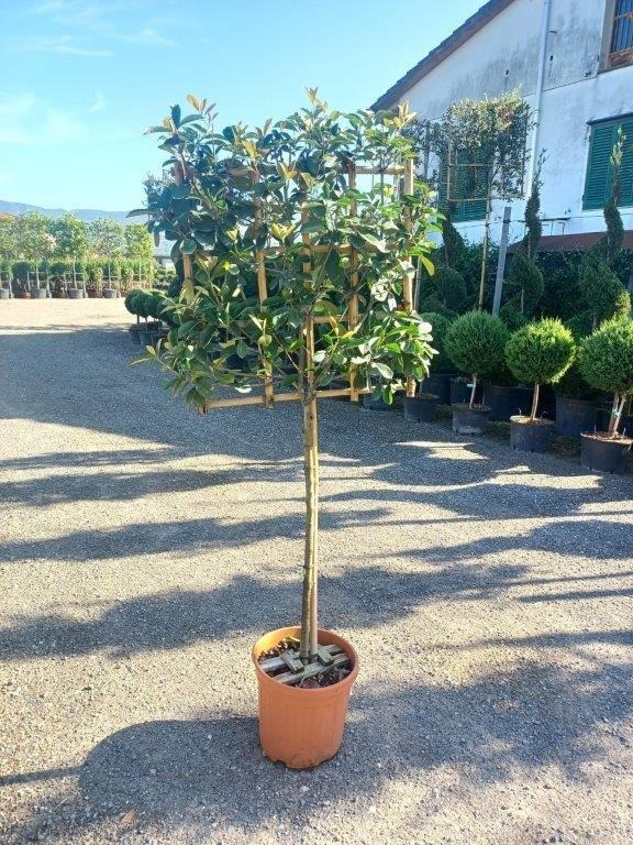 Picture of Photinia fraseri Red Robin C25 1/2 STD + 70x70 spalier