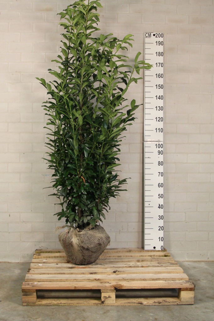 Picture of Prunus laur. Genolia ROOTBALL 160/180CM