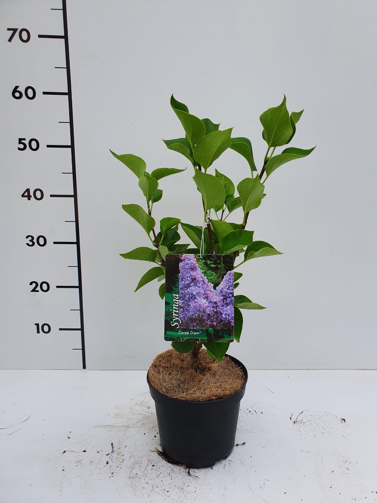 Picture of Syringa vulgaris Carpe Diem P17 (2 Ltr)