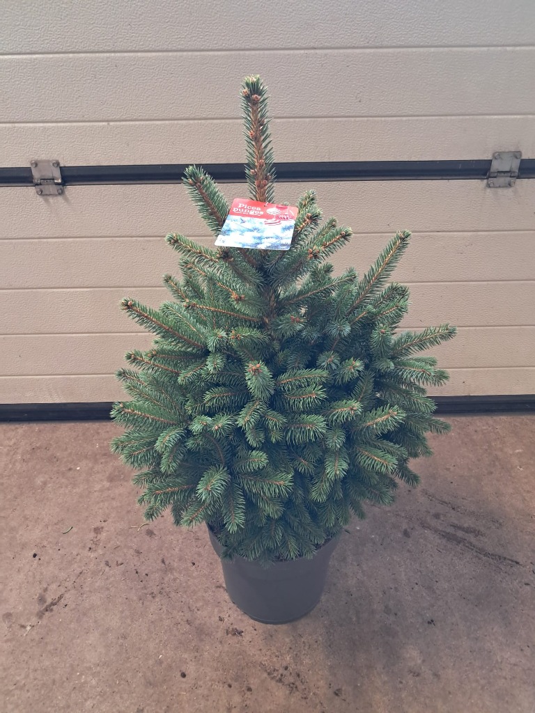 Picture of Picea pungens Super Blue P29 (10 Ltr) 60/80CM