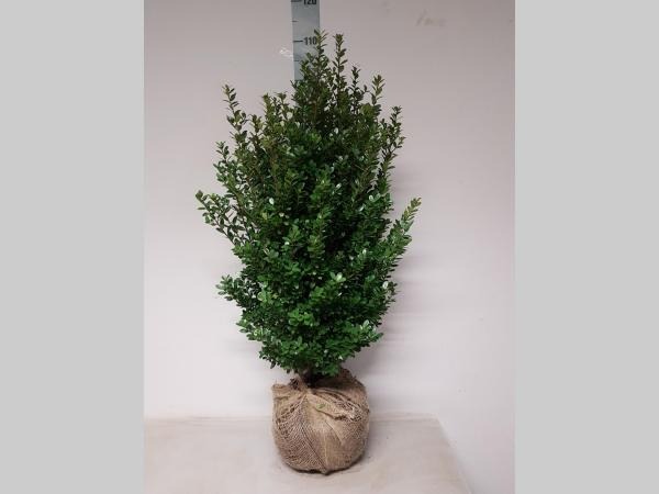 Picture of Ilex crenata Caroline Upright ROOTBALL 80/100CM