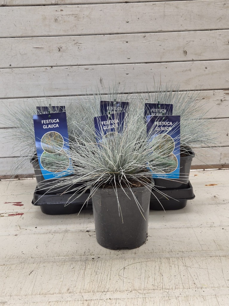 Festuca gl. Elijah Blue